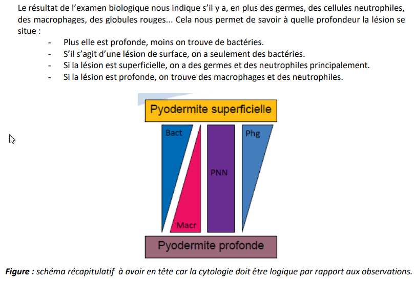 Différence entre pyodermite profonde et superficielle.png