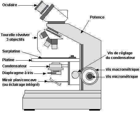 Schéma microscope.jpg