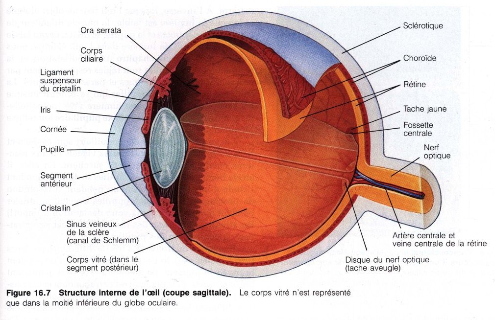 anatomie de l'oeil.jpg