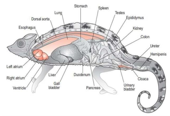 anatomie lézard.png