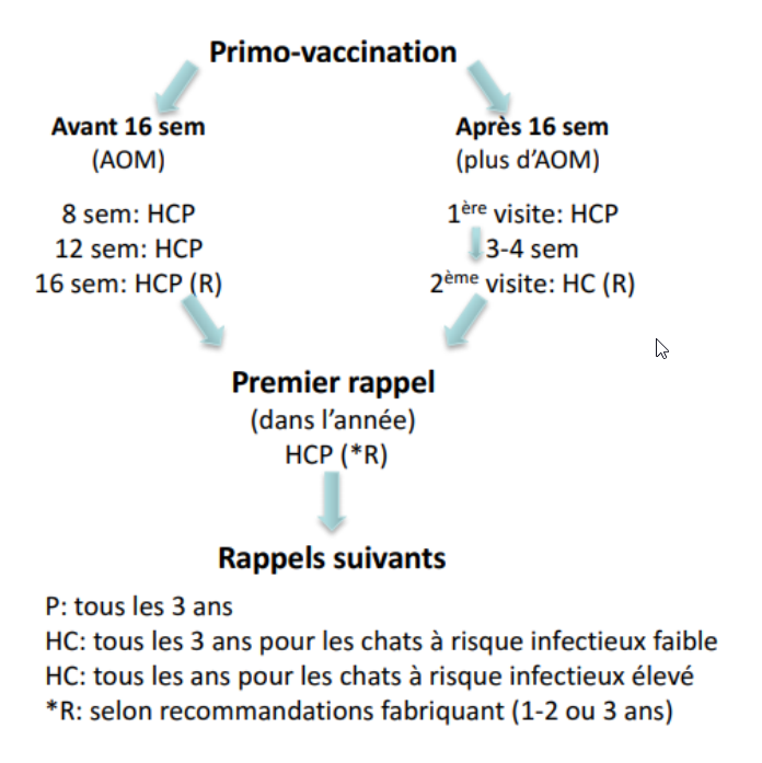 protocole vaccinal chat.png