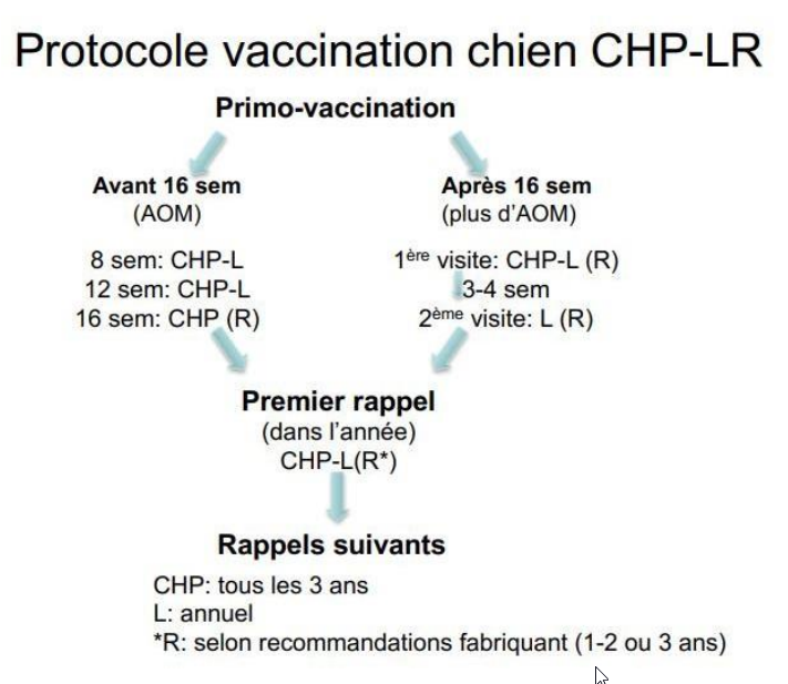 protocole vaccinal chien.png